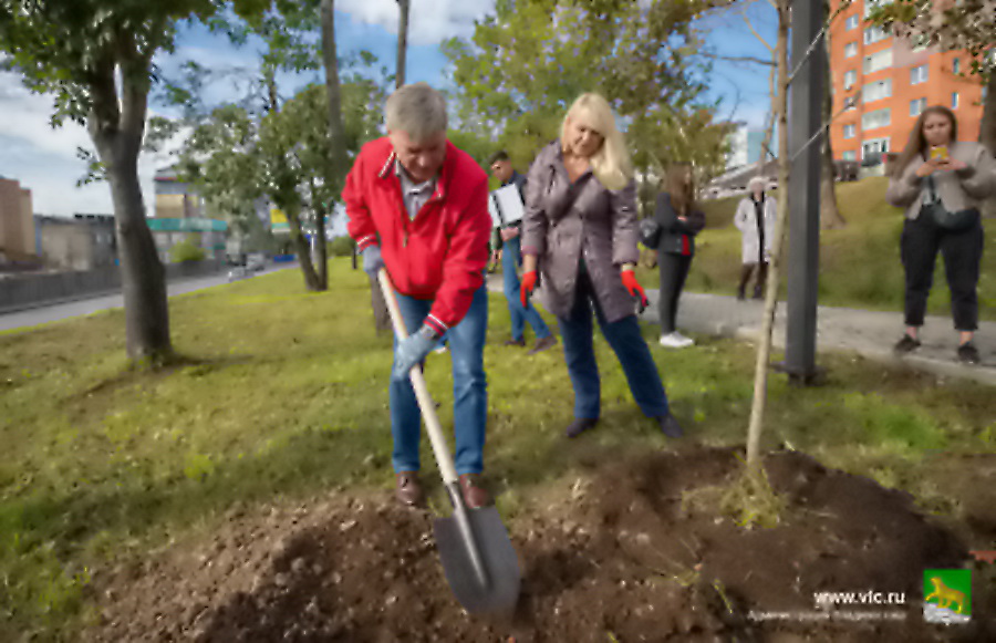 Владивостокцы могут получить премию за высадку деревьев