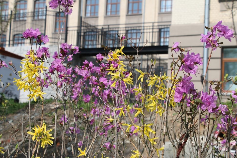 Депутаты и сотрудники аппарата Думы города Владивостока приняли участие в общегородском субботнике